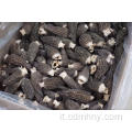 100% Wild Morel fungo / spugnole fresche / morchella esculenta